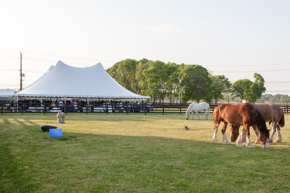 Horses graze outside the event venue. (Credit: Katharine Schroeder)