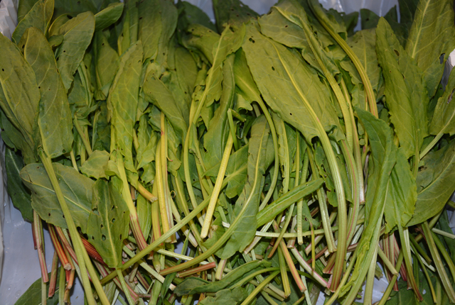 Sorrel for sale at Wells Homestead in Aquebogue (Credit: Monique Singh-Roy)