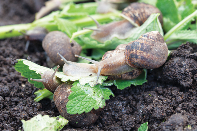 Peconic Escargot expects to be fully operational in about a year. (Credit: Katharine Schroeder)