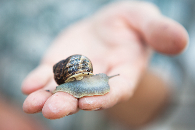 Chef Taylor Knapp holds up a snail at his farm in Cutchogue. (Credit: Katharine Schroeder)