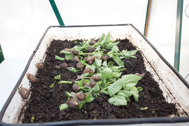 The company currently houses about 500 snails for breeding. (Credit: Katharine Schroeder)