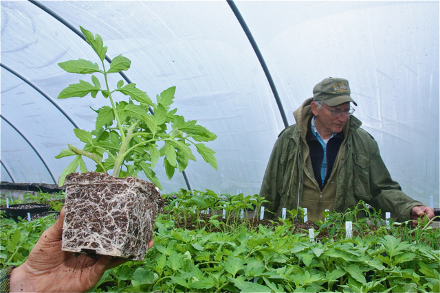 Farmer Abra Morawiec holds a cherokee purple tomato seedling that was transferred into a 4-inch pot a couple weeks ago to develop its root system.