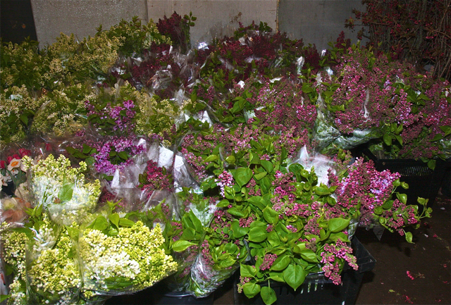 French double flower hyacinthiflora lilacs in the walk-in cooler at the farm. (Credit: Barbaraellen Koch)