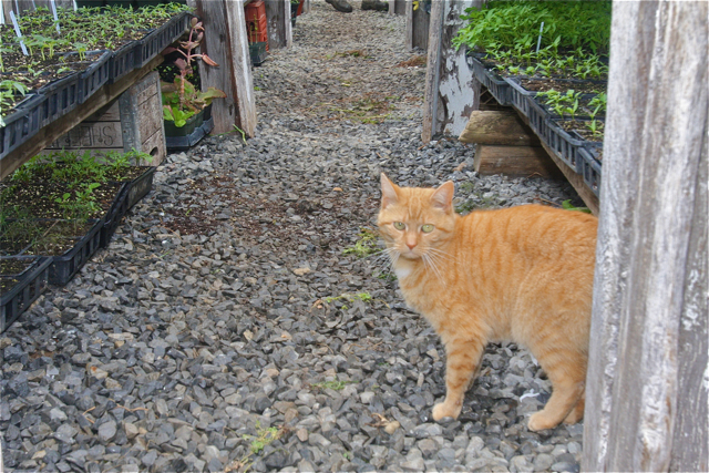 Tiger enjoys the warmth of the greenhouse on chilly rainy days.