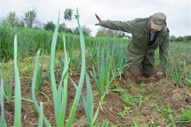Farmer Phil Barbato weeding the garlic patch in a light drizzle Thursday afternoon.