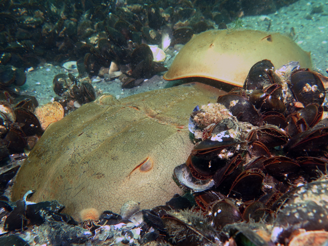 horseshoe_crabs