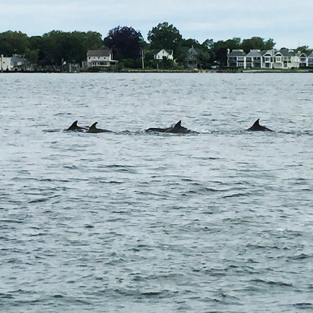 061716_Dolphins