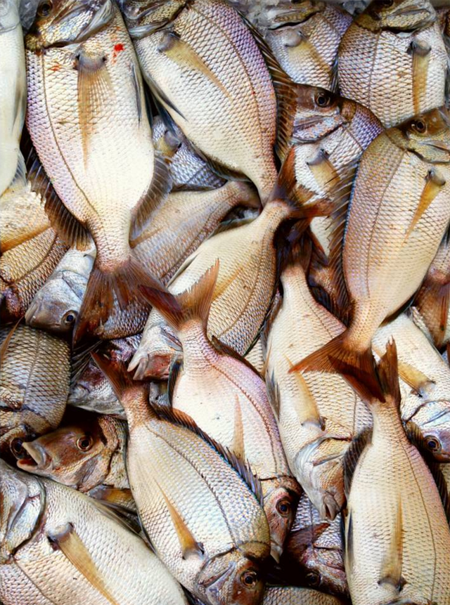 @fishguyphotos Peconic Bay