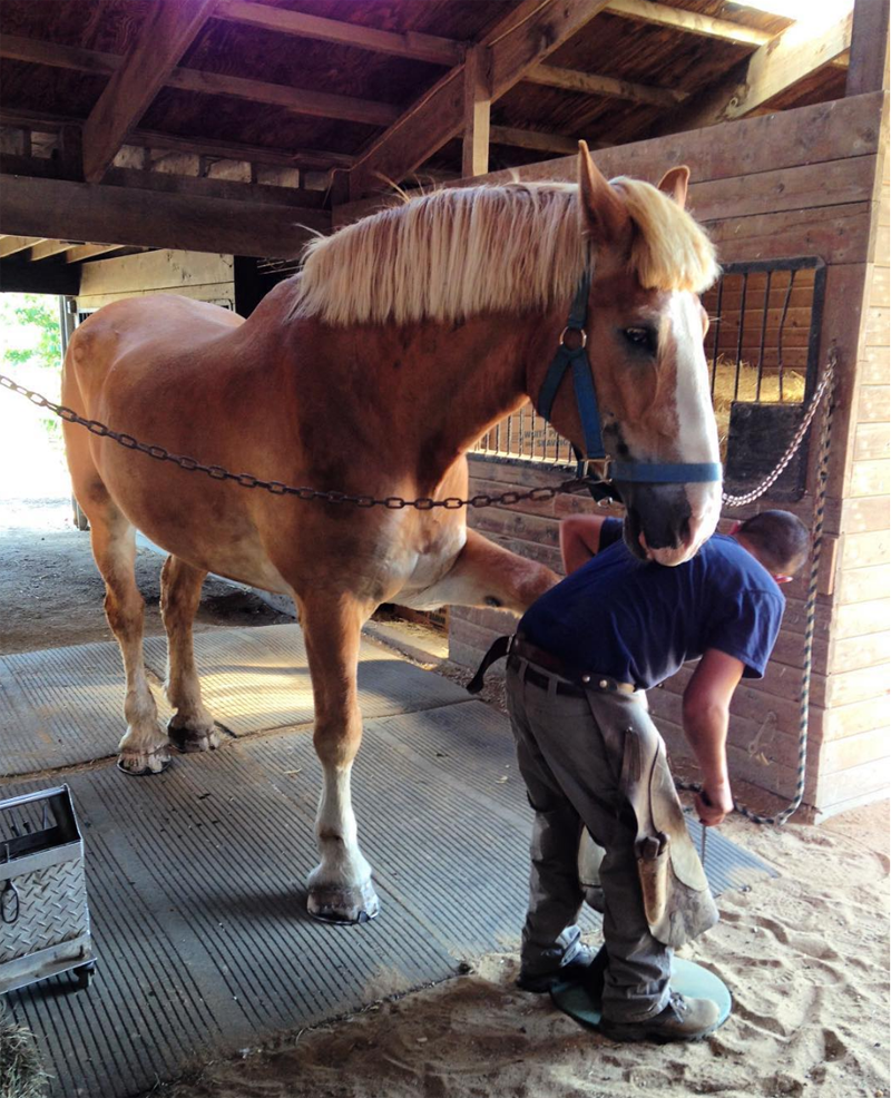 @helensfarm Helen's Greenhouses & Flower Farm