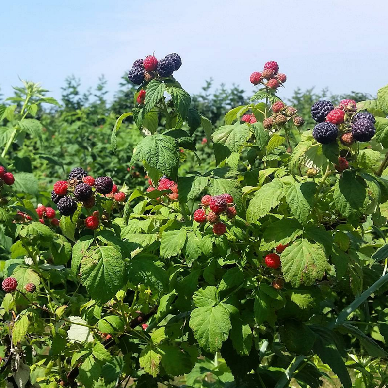 @lewinfarms Wading River