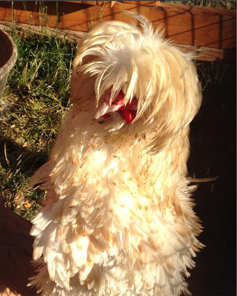 @northforkli Helens Greenhouses & Flower Farm