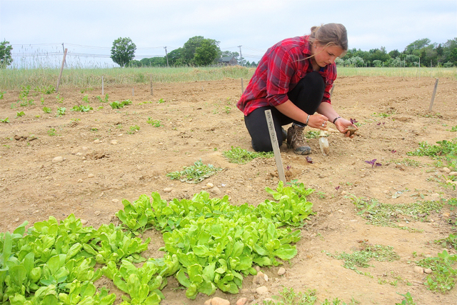 Katie Herbst, 22, of Greenport has been volunteering at the farm for about a month. She found Lily’s Farm through WWOOF (Willing Workers On Organic Farms). Her next stop will be in Hawaii on a fruit farm. (Credit: Barbaraellen Koch)