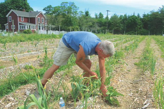 Farm co-manager Mickey Harley weeding the one-acre patch of elephant garlic. (Credit: Barbaraellen Koch)