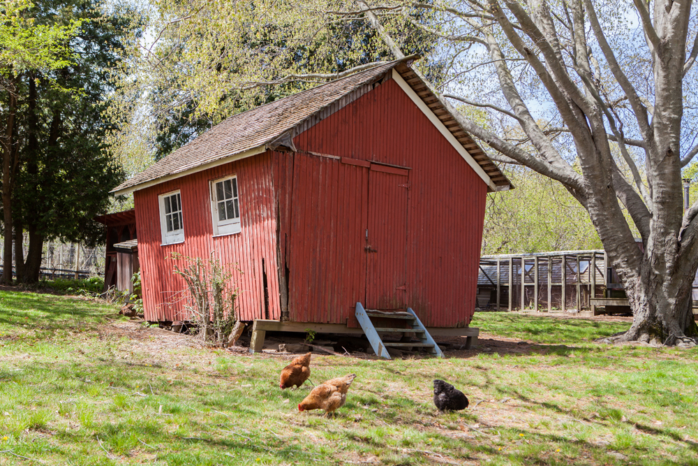 Chickens roam the beautiful Main Road property. (Credit: Katharine Schroeder)