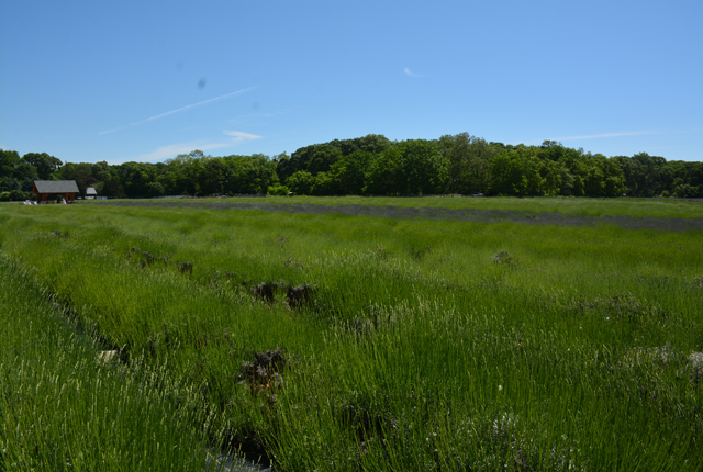 The English lavender cuts a purple swath through a field of still green French lavender (Credit: Monique Singh-Roy)