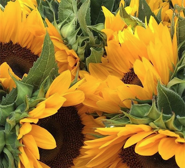 @pierpontblossomfarm