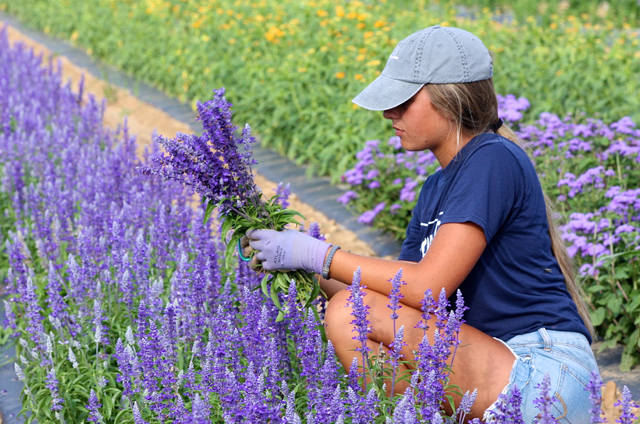 Rose picking the Victoria Blue salvias.