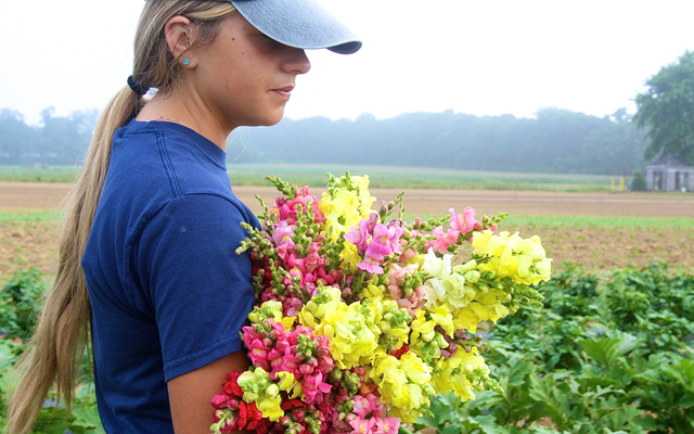 Rose picking snapdragons.