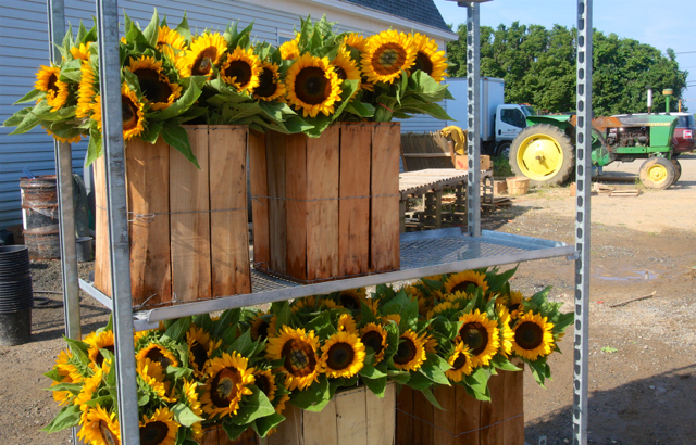 Sunflowers picked for wholesale buyers.