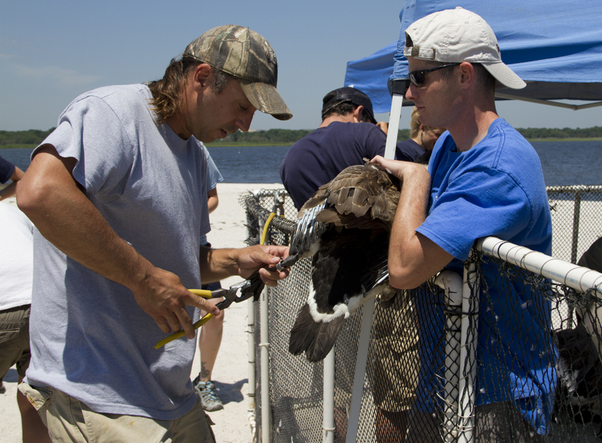The author works to band a goose. (Credit: Christopher Paparo courtesy photo)