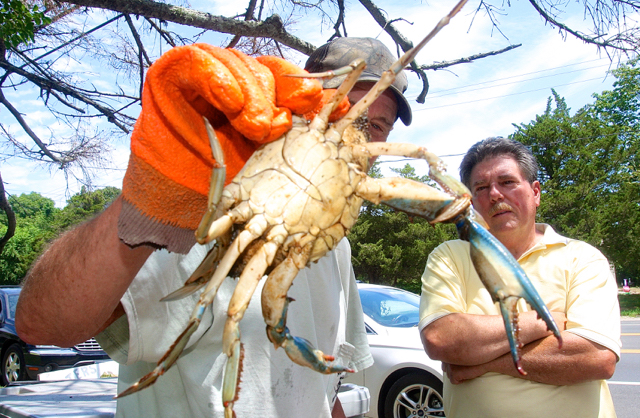 Bob holds up a large blue claw for 30+ year customer John Zambelli of South Jamesport. The large blue claws are $2 each, or $15 a dozen for the smaller ones. (Credit: Barbaraellen Koch)