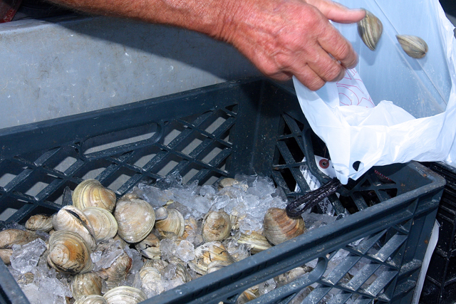 Scooping out some of the littleneck clams. (Credit: Barbaraellen Koch)