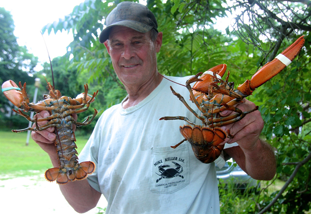 Bob says there are no more local lobsters so he gets these 1 and 1/4 pound ones from Maine. They sell for $13 a piece. (Credit: Barbaraellen Koch)