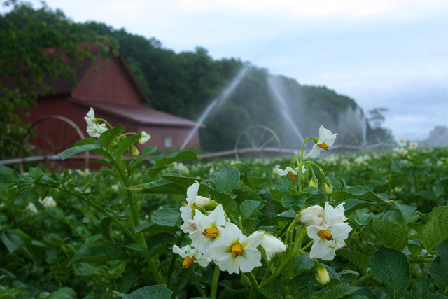 Potato field in Bloom, North Road, Southold. (Credit: Barbaraellen Koch)