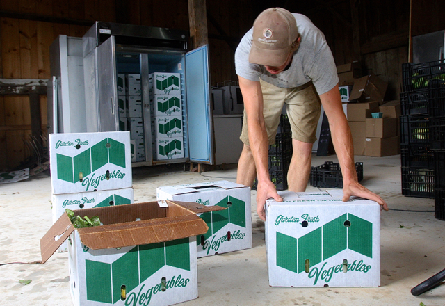 Thomas Hart packing produce for CSA members at Deep Roots Farm in Southold. (Credit: Barbaraellen Koch, file photo)