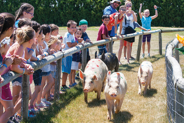 Pigs race around the track as children cheer them on.