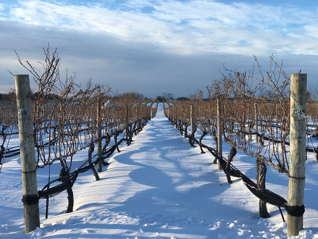 Sleeping vines at Pellegrini Vineyards in Cutchogue. (Credit: Vera Chinese)