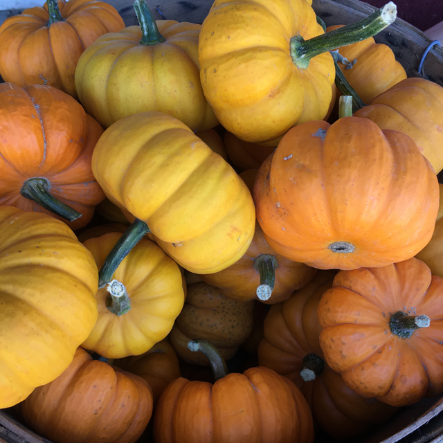 Mini pumpkins for sale at Krupski Farms in Peconic. (Credit: Vera Chinese)