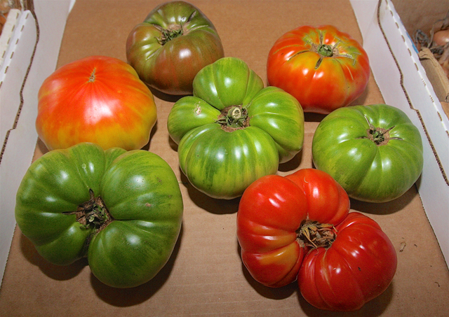 Sone of the farm's heirloom tomatoes. (Credit: Barbaraellen Koch)