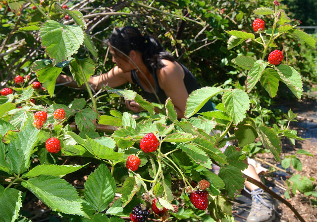 Farm volunteer and event coordinator Sonomi Obinata harvesting blackberries. She was a friend of KK and says, "I feel her presence and I ask her if it is time to pick and she always answers." (Credit: Barbaraellen Koch)