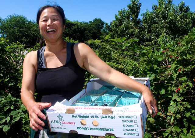 Sonoma Obinata harvesting blackberries Thursday afternoon. (Credit: Barbaraellen Koch)