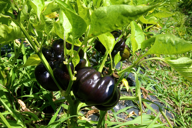 Purple sweet bell peppers are heat resistant. (Credit: Barbaraellen Koch)