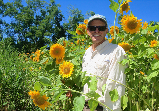 Farmer Ira stands in a patch of Sunrich Gold sunflowers, one of his wife KK’s favorites. (Credit: Barbaraellen Koch)