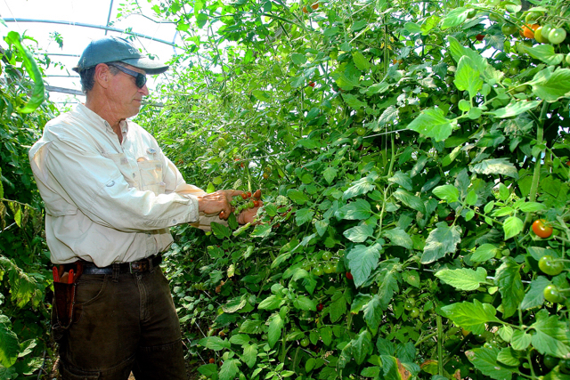 Ira picking Chadwick Cherry tomatoes in one of the greenhouses. (Credit: Barbaraellen Koch)