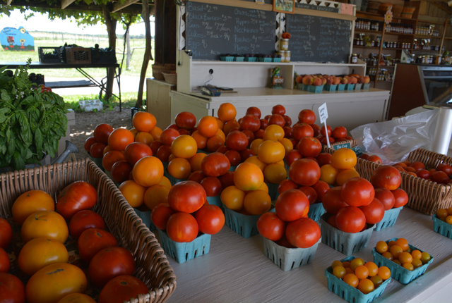 August is prime tomato season at Krupski Farms (Credit: Monique Singh-Roy)