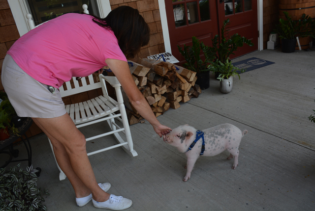 Owner Lisa Caracciolo and Bits, Shade Trees Nursery's mascot mini pig (Credit: Monique Singh-Roy)
