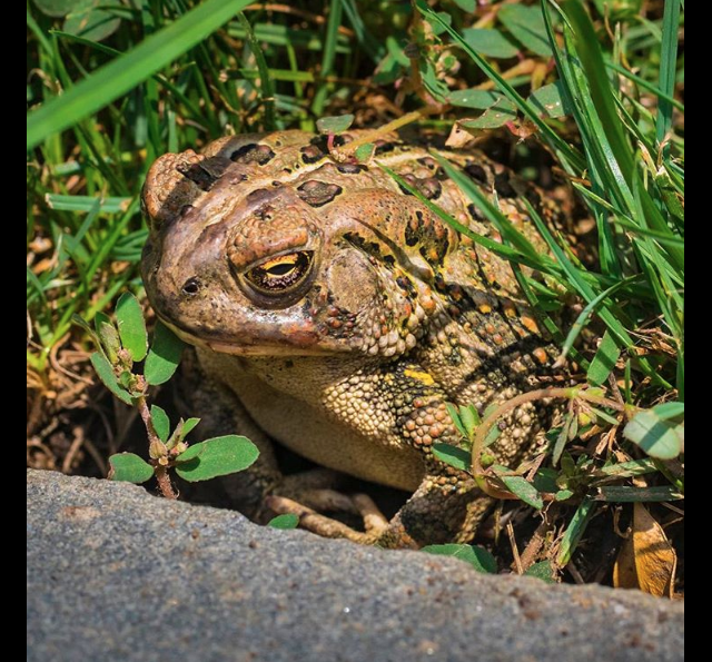 Screen Shot 2016-08-14 at 11.32.21 AM