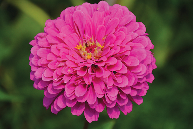 A multi-layered zinnia at North Fork Flower Farm. (Credit: Monique Singh-Roy)