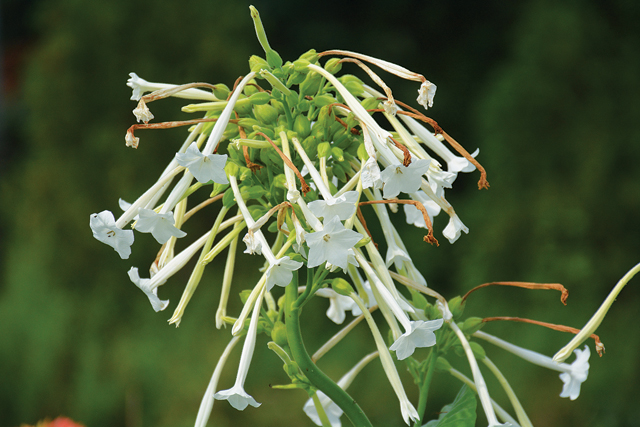 An up close look at Nicotiana, a flowering tobbaco plant, grown at North Fork Flower Farm. (Credit: Monique Singh-Roy)
