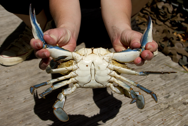 A male blue crab or a 'Jimmy.' (Credit: Fish Guy Photos, Chris Paparo)