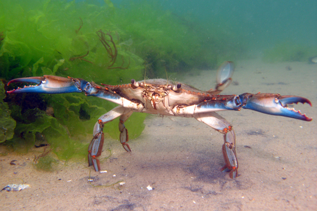 A male blue crab has bright blue claws. (Credit: Fish Guy Photos, Chris Paparo)