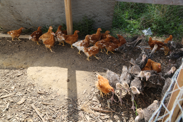 These young chickens aren't going to lay big eggs.
