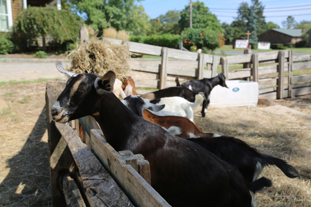 The kids at Goodale Farms in Aquebogue. (Credit: Krysten Massa)