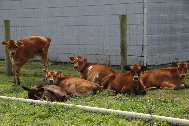 Somebody has to stay home and milk the cows.