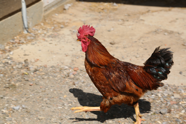 A chicken at Ty Llwyd Farm in Riverhead, perhaps running because it saw a tomato.