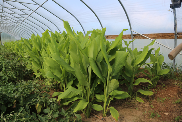 Turmeric grown at MarGene Farms in Mattituck.